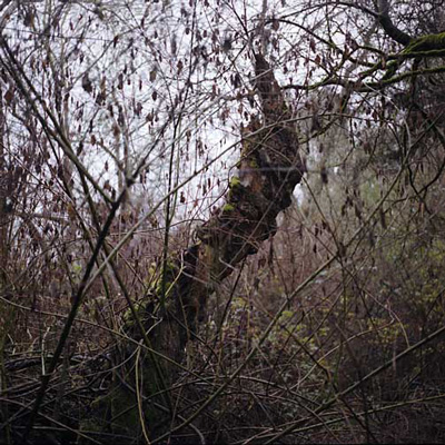 Janet Delaney