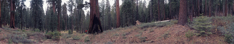 Mariposa Grove of<br />Big Trees