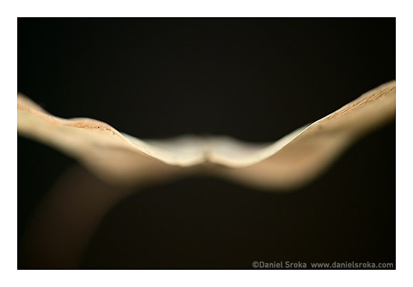 Flight: an Abstraction of a Maple Tree Seed