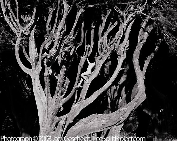 Cypress Body 2