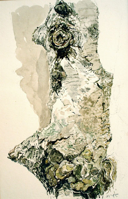 Cherry Tree, S. Forest (1995)