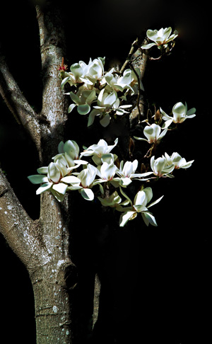 Magnolia,<br /> February 28, 2007