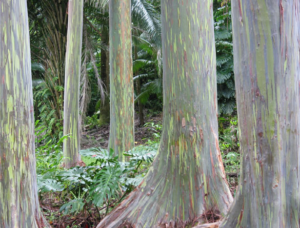 Maui Grove