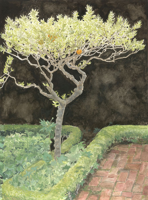 Indian Lime Tree in Russian Hill Garden